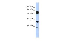 WDHD1 Rabbit anti-Human, Polyclonal, Novus Biologicals 0.1 mL | Buy Online | Novus Biologicals | Fisher Scientific